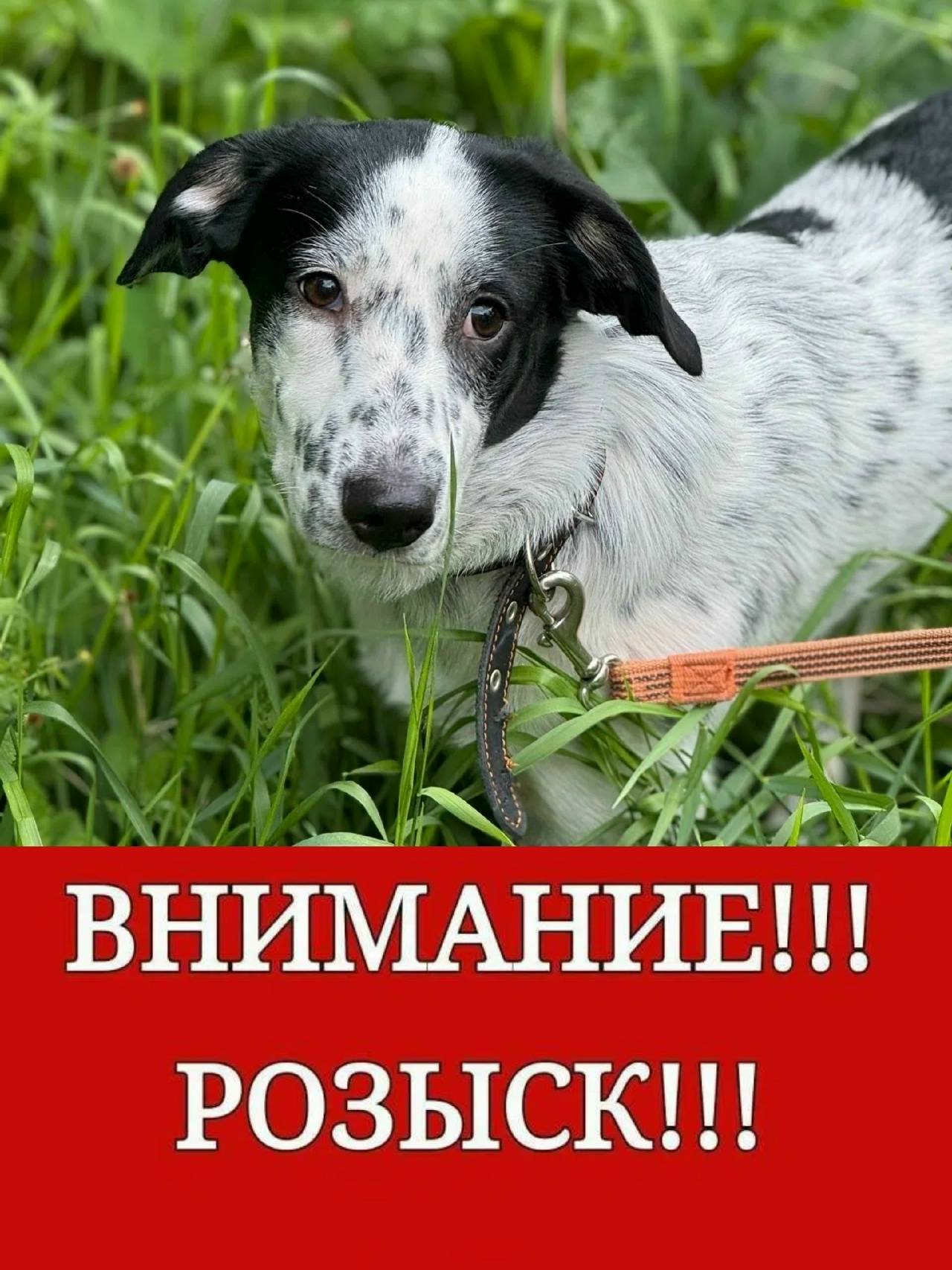 Пропала белая собака с чёрными пятнышками, Воронеж