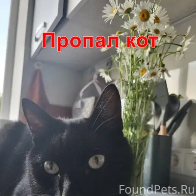 Пропал кот Николай, 23 мкр