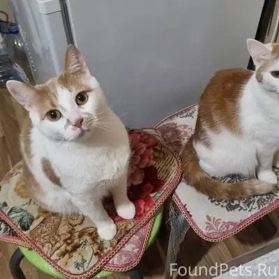 !ПРОПАЛИ 2 КОШКИ!