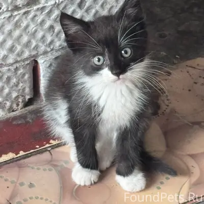 Найден котёнок, набережная