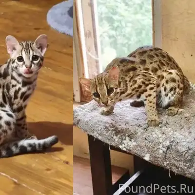 Пропала бенгальская кошка Яся, г. Дмитров
