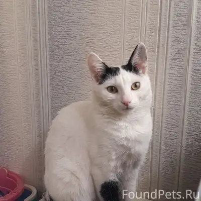 Пропал кот, район базовой школы