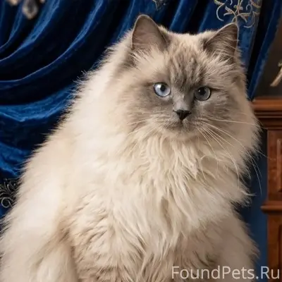 Пропала домашняя кошка Снежка, улица Западная