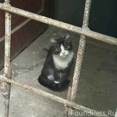 Найдена молодая кошка, Ревда