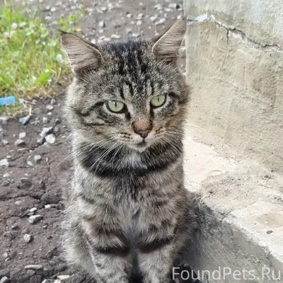 Найден кот, Саранск, ул. Миронова