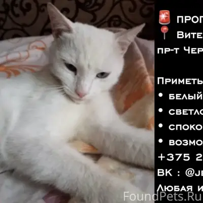 Пропал кот