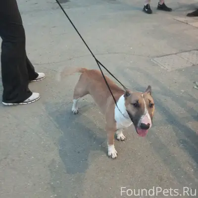 Пропала собака,