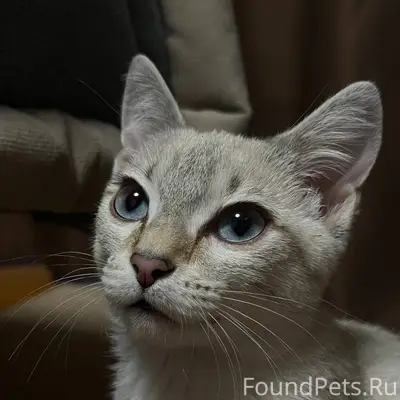 Пропала кошка, район остановки «Радиозавод»