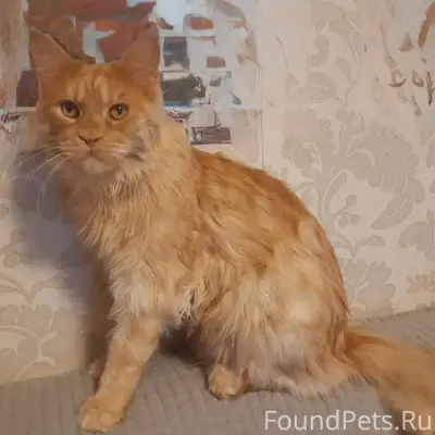 Пропал кот, центр Лозыма