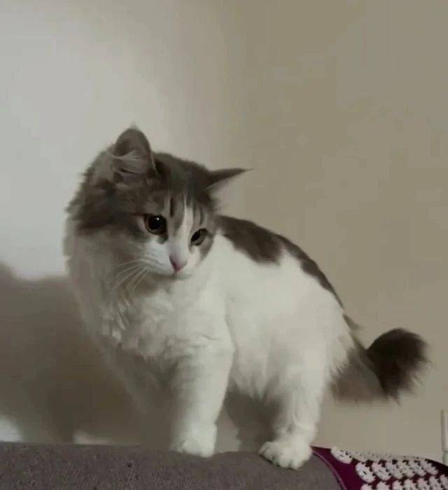 Пропала кошка Коша, Всеволожский район