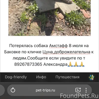 Пропала собака амстафф Цуна