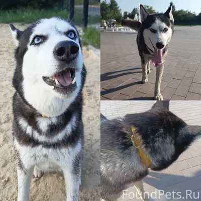 Пропала сибирский хаски Тося, Копейск