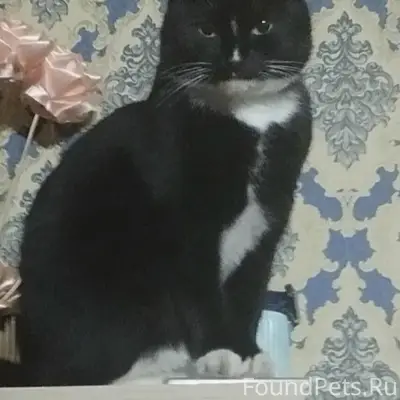 Пропала кошка Буся, улица Горбачевского
