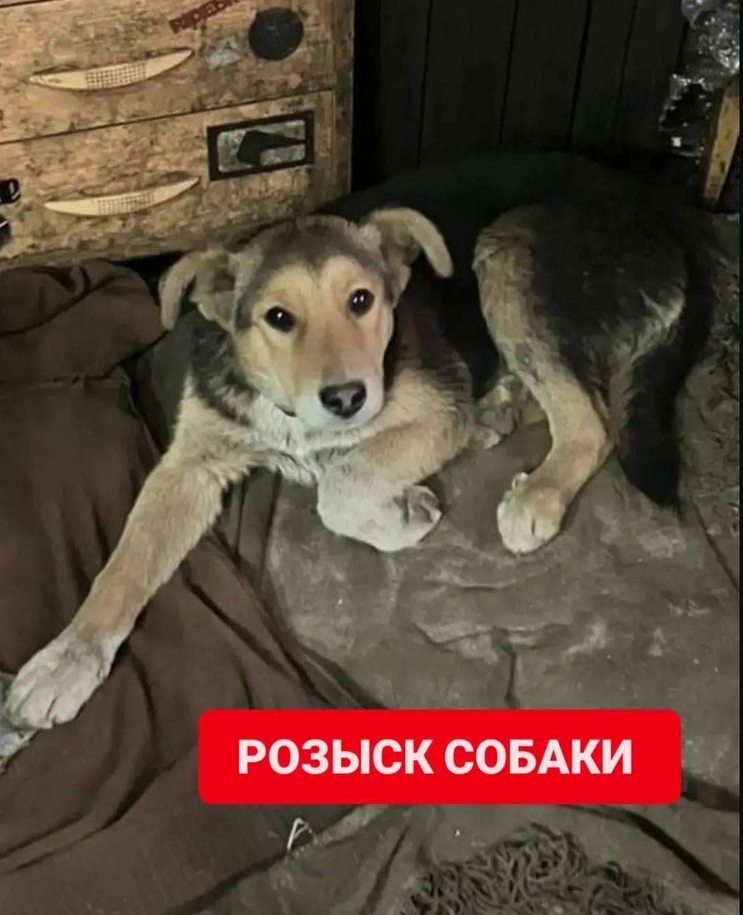 Пропал кабель Хвостик, район Калинина