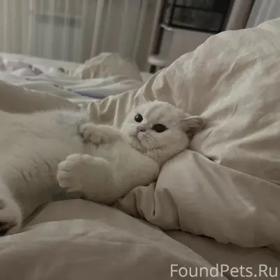 Пропала кошка Снежка