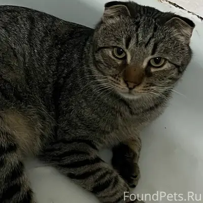 Пропал вислоухий кот Семён, район Авангарда