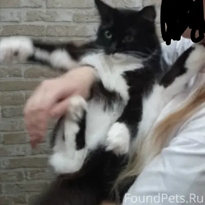 Пропала кошка, ул. Комсомольская