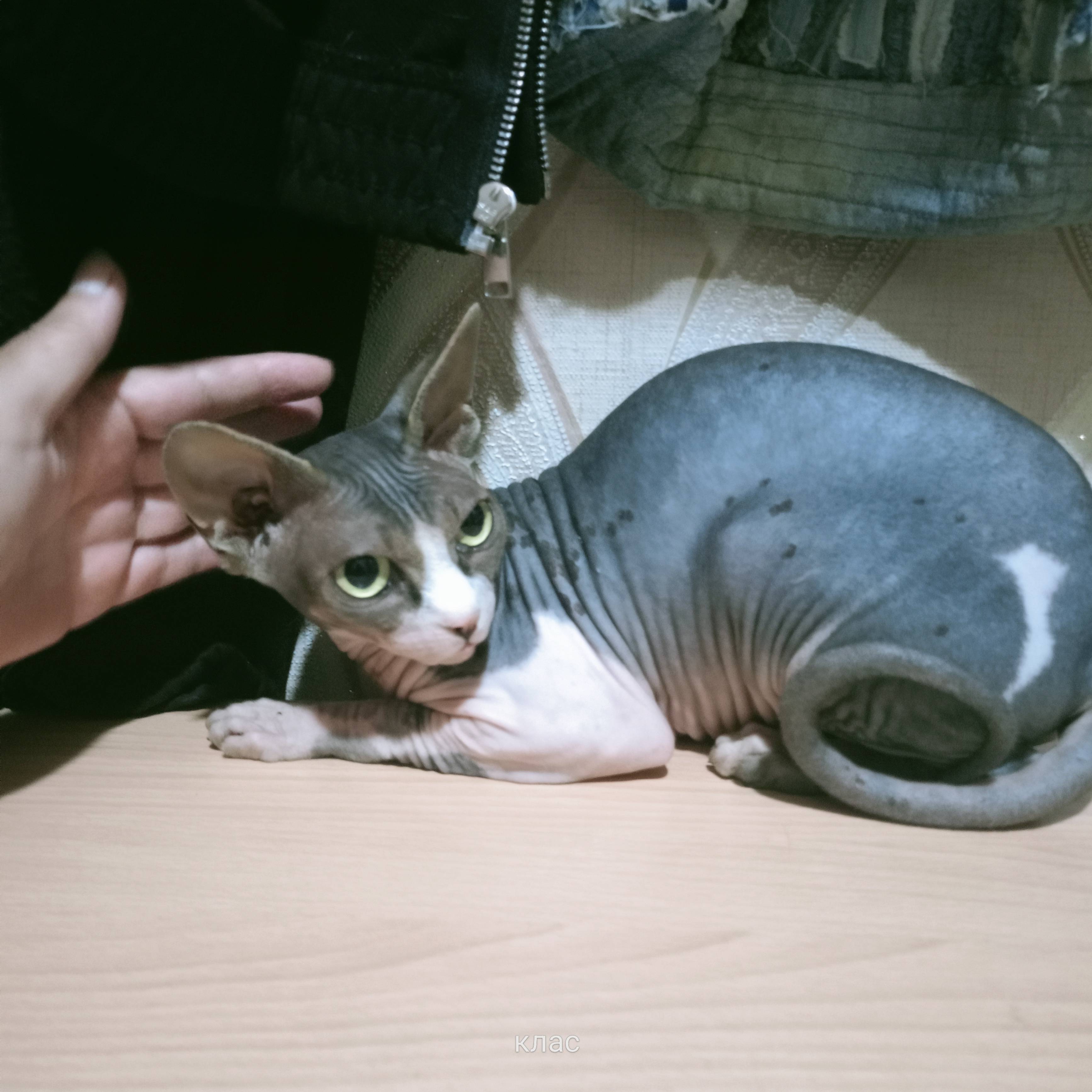 Нашли кошку