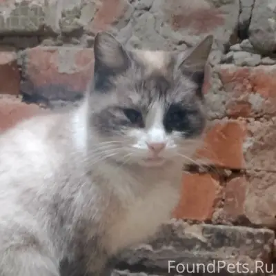 Пропала кошка Белка, район Магнистрой