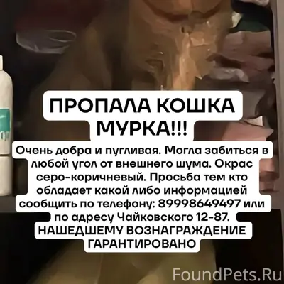 Пропала кошка, район Депо