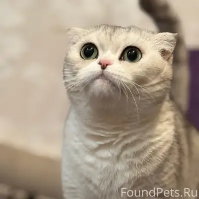 Пропала Шотландская вислоухая Венди, Быково