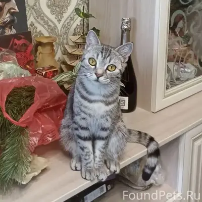 Пропала кошка Луна
