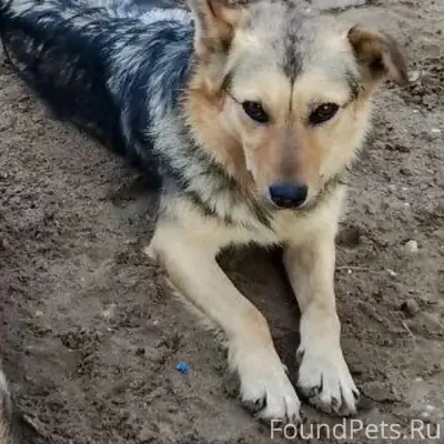 Пропала собака Кутя, п. Волжский