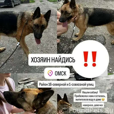 Найденна собака, Омск, район 16 Северной и 1 Совхозной