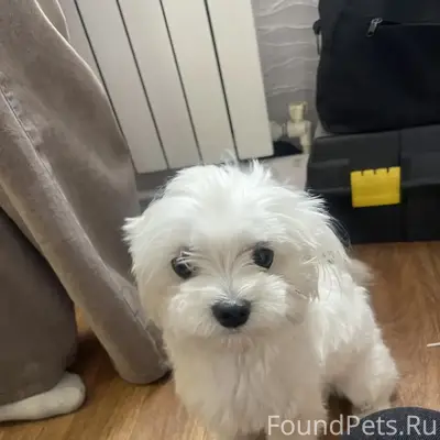 Пропала собака, Смайл Молл