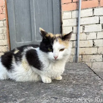 Пропала трёхцветная кошка, Соломбала