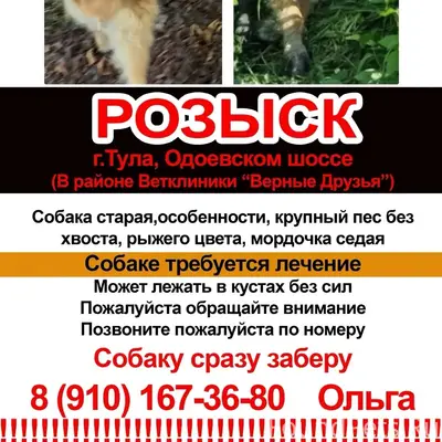 Пропал большой пёс, Тула