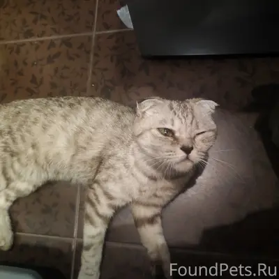 Найдена кошка британец, Знаменская улица