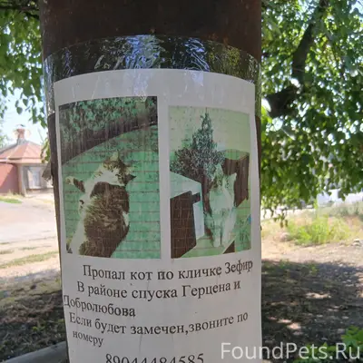 Пропал кот Зефир, 47.427427, 40.096343