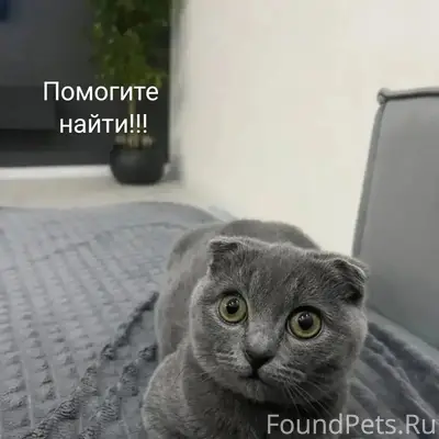 Пропала кошка, Лабинск
