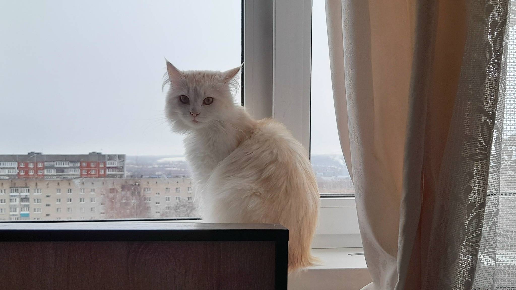Пропал кот Ккоми, д. Протасово