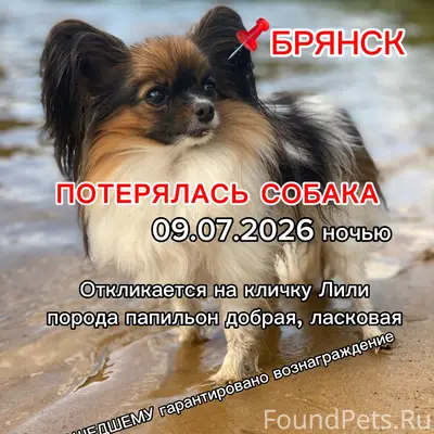 Пропала папильон Лили, Брянский район