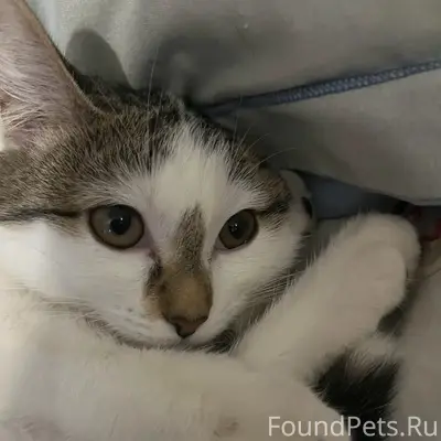 Пропала кошка, пос. Северный