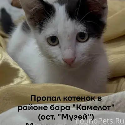 Пропал котёнок, набережная, возле бара «Камелот»