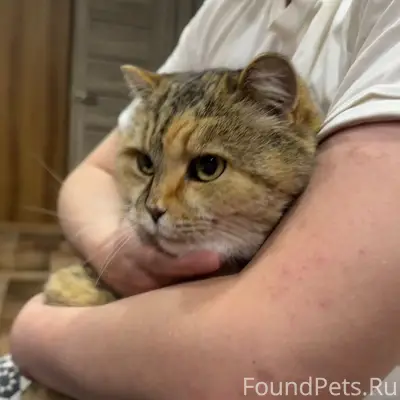 Пропала кошка Мася, снт «Надежда»