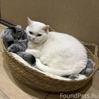 Пропала шотландская кошка Муся, Нижний Новгород