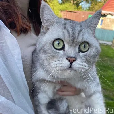 Найден кот британской породы, Гатчина