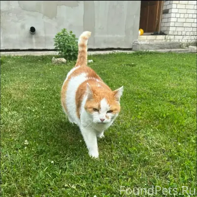 Пропал кот Пирптик, улица Карл Либнехта