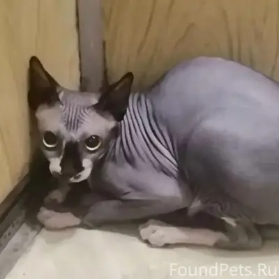 Найдена кошка сфинкс, район Н. Садовая/Н. Вокзальная