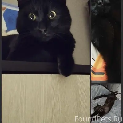 Пропал котёнок Мишка