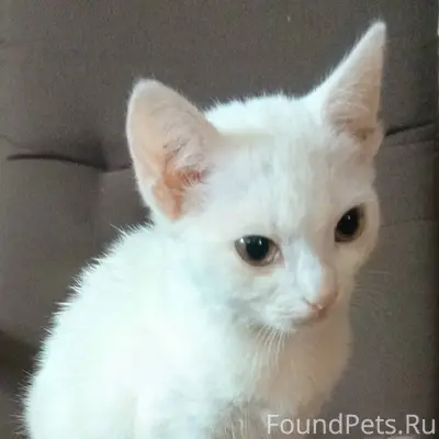 Найден белый котёнок-девочка, глухой
