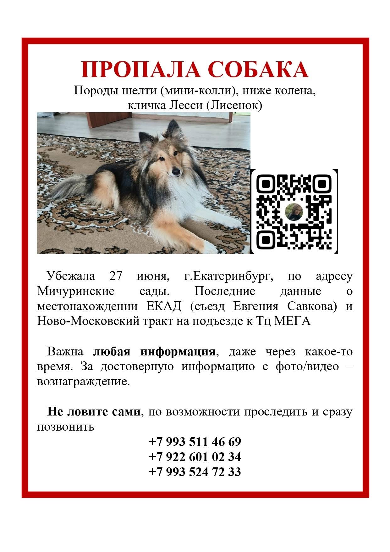 Пропала шелти Лесси, Широкая речка, Мичуринский