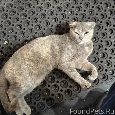 Найдена кошка, район Кока кола