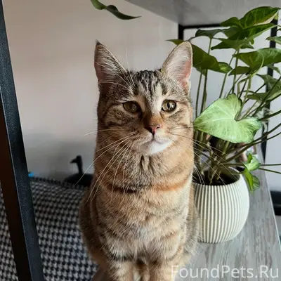 Пропала кошка, район пер. Володарского