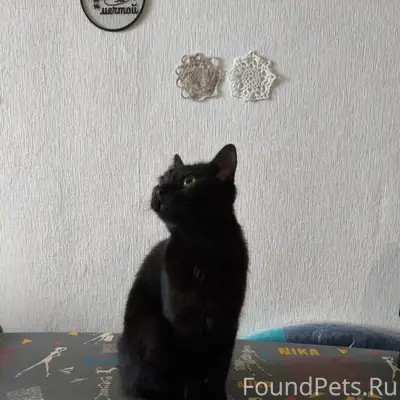 Найдена кошка, Вологда, Маяковского ул.