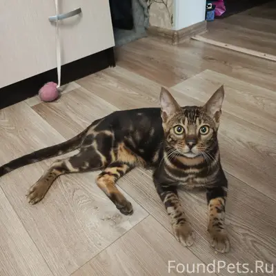Найден котик
